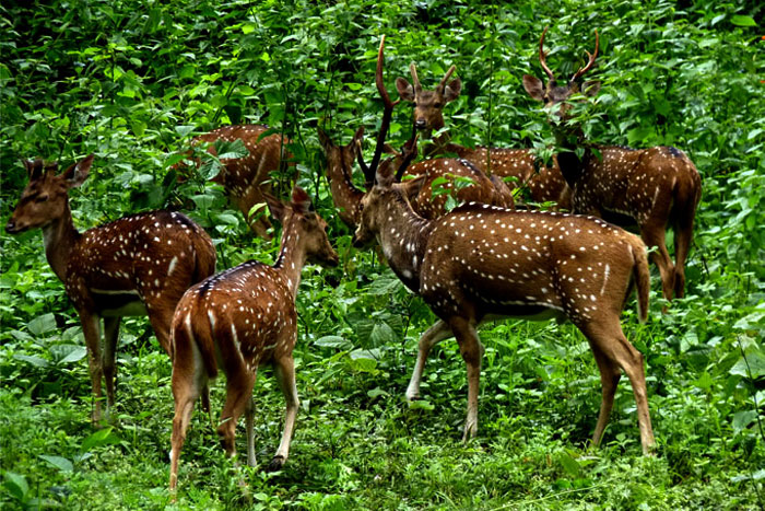 Muthnga Wildlife Sanctury