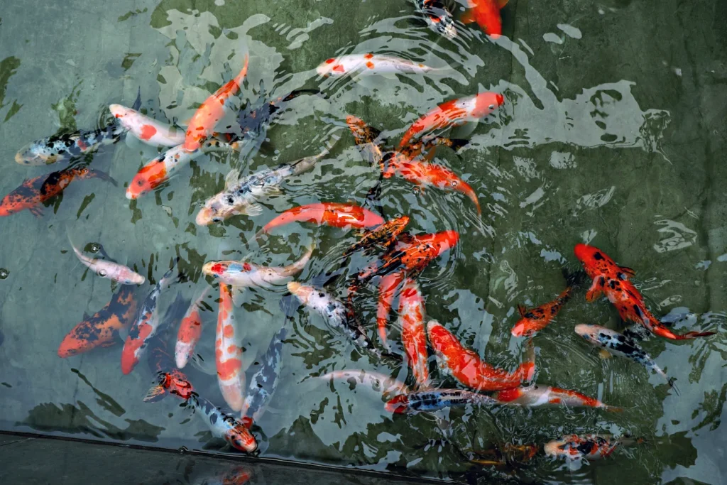 Koi fish pond le villagio – Le Villagio Resort & Domes, Wayanad